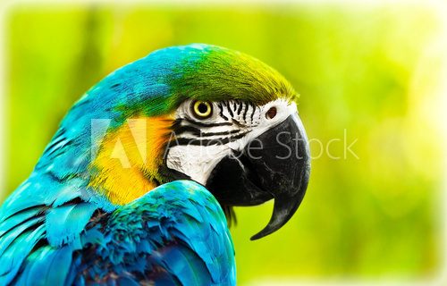 Exotic colorful African macaw parrot  Zwierzęta Fototapeta