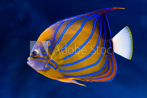 Bluering angelfish  Zwierzęta Fototapeta