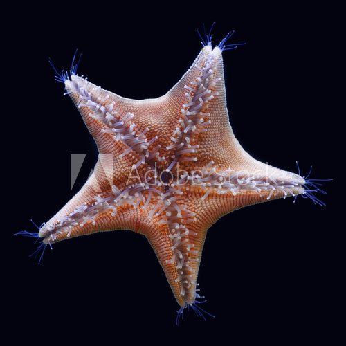 Goose foot starfish  Zwierzęta Fototapeta