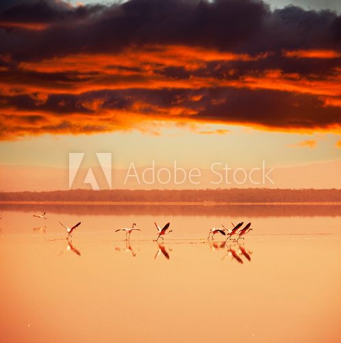 Flamingo  Zwierzęta Fototapeta