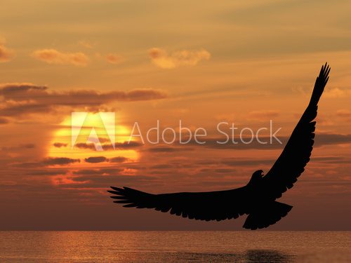 Eagle above ocean  Zwierzęta Fototapeta