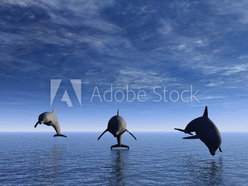 dolphin in front  Zwierzęta Fototapeta
