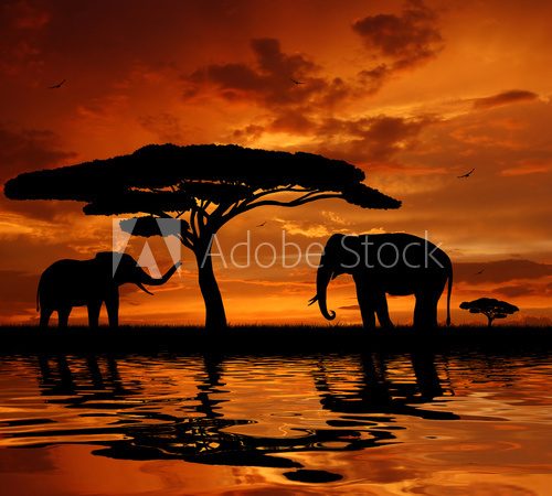 Silhouette two elephants in the sunset  Zwierzęta Fototapeta