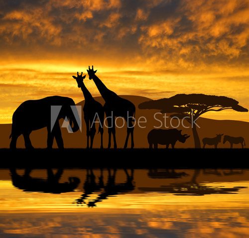Silhouette elephant,giraffes,rhino and zebras in the sunset  Zwierzęta Fototapeta