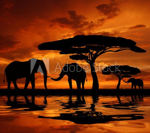 Silhouette elephants in the sunset  Zwierzęta Fototapeta