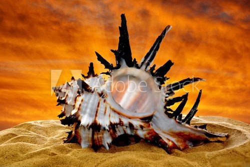 Conch shell on beach in the sunset  Zwierzęta Fototapeta