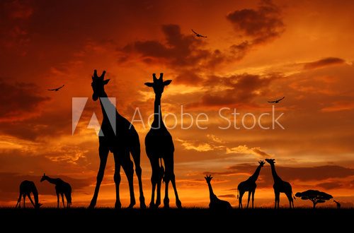 herd of giraffes in the sunset  Zwierzęta Fototapeta