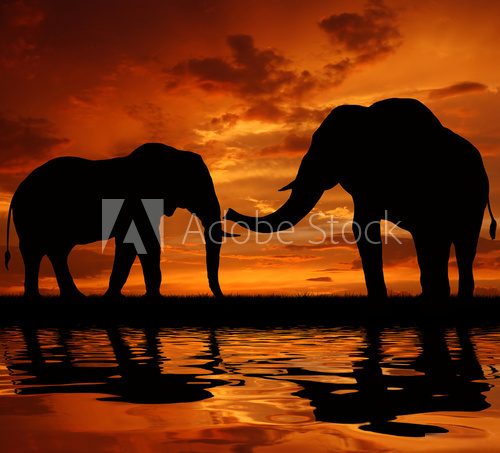 silhouette elephant in the sunset  Zwierzęta Fototapeta
