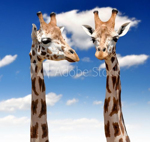 Two Giraffes  Zwierzęta Fototapeta