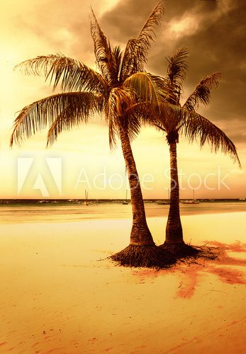 golden tropical sunset  Zachód Słońca Fototapeta