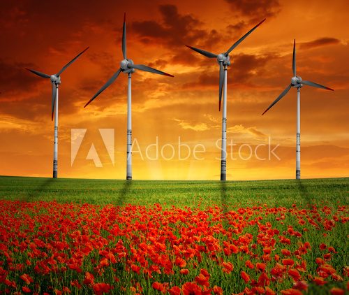 red poppy field with wind turbine  Zachód Słońca Fototapeta