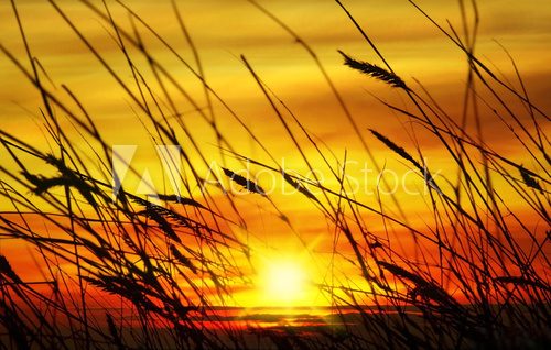 Wheat field  Zachód Słońca Fototapeta