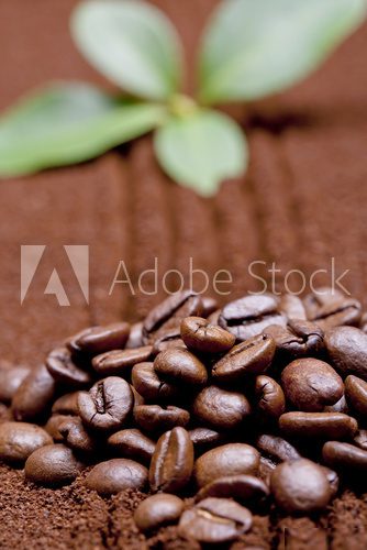 Coffee bean on coffee flour background  Kawa Fototapeta