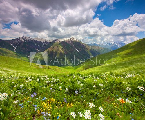 Fields of flowers in the mountains. Georgia, Svaneti.  Krajobraz Fototapeta