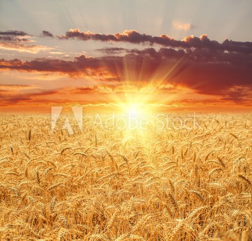 Wheat field at sunset  Krajobraz Fototapeta
