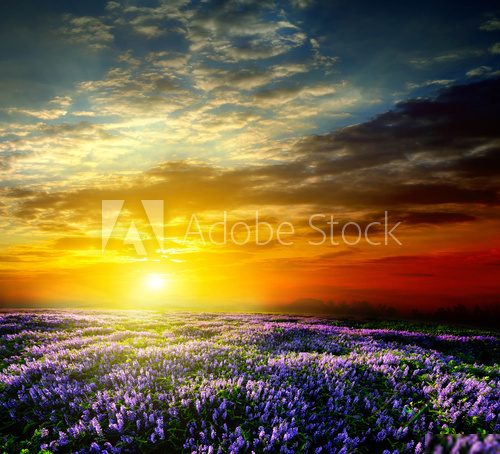 Sunset over a summer lavender field  Krajobraz Fototapeta