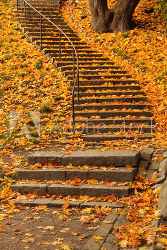 Stairs filled with colourful autumn leaves  Schody Fototapeta