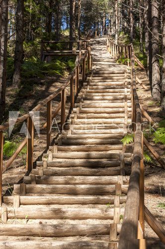 Wooden stairs in forest  Schody Fototapeta