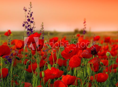 Field of poppies on a sunset  Fototapety Maki Fototapeta