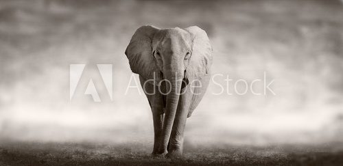 Elephant  Fototapety Czarno-Białe Fototapeta