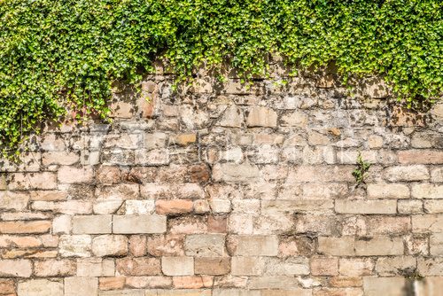 Old medieval wall covered by ivy  Mur Fototapeta