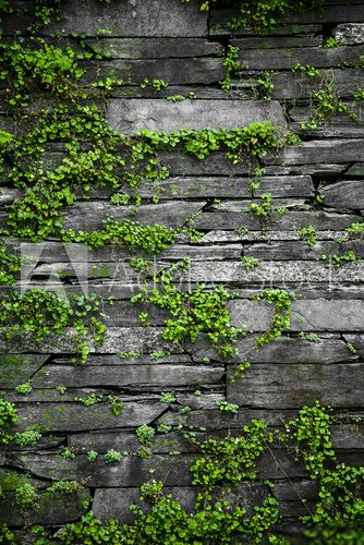 Old stone wall with leaves background  Mur Fototapeta