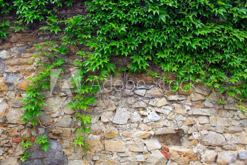 A green ivy on a stone wall, a beautiful background  Mur Fototapeta