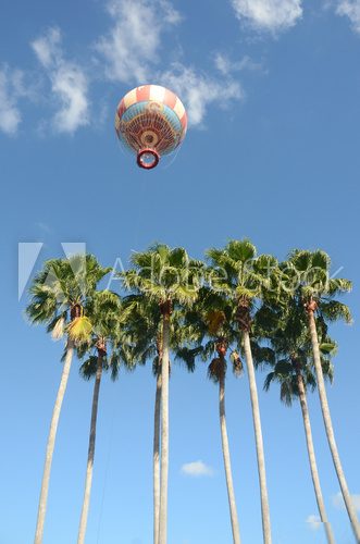 Hot air balloon over palm trees  Niebo Fototapeta