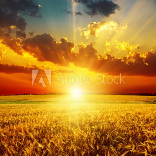 golden sunset over field with harvest  Niebo Fototapeta