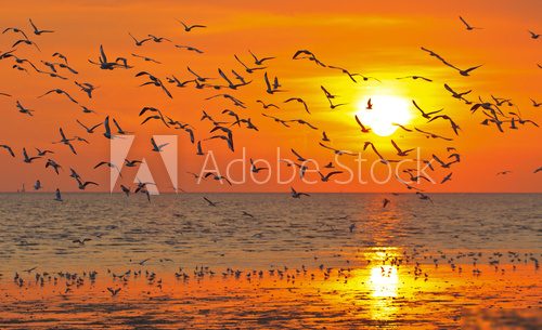 lot of birds flying in sunset  Niebo Fototapeta