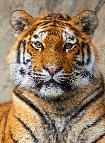 Tiger face up close  Zwierzęta Obraz