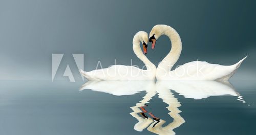 Love Swans  Zwierzęta Obraz