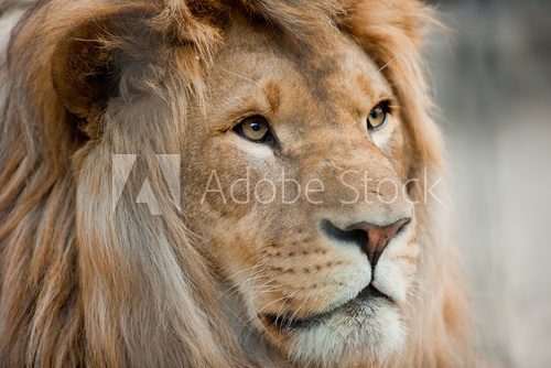 lion  Zwierzęta Obraz