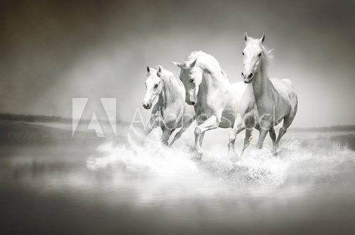 Herd of white horses running through water  Zwierzęta Obraz