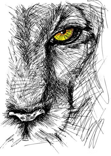 Hand drawn Sketch of a lion looking intently at the camera  Zwierzęta Obraz