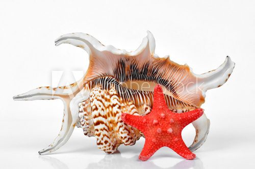 tropical sea shells  Zwierzęta Obraz