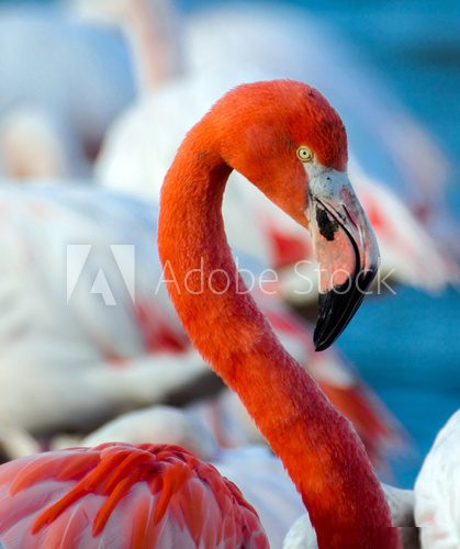 Pink flamingo on the lake  Zwierzęta Obraz