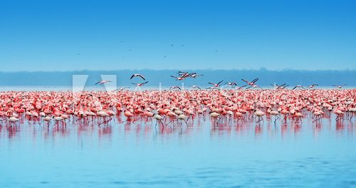 African flamingos  Zwierzęta Obraz