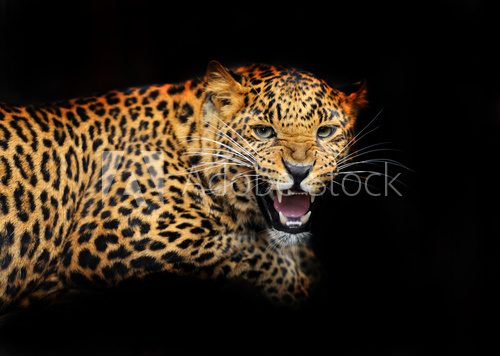 Portrait of leopard in its natural habitat  Zwierzęta Obraz