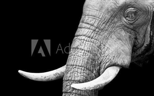 African Elephant Close Up  Zwierzęta Obraz