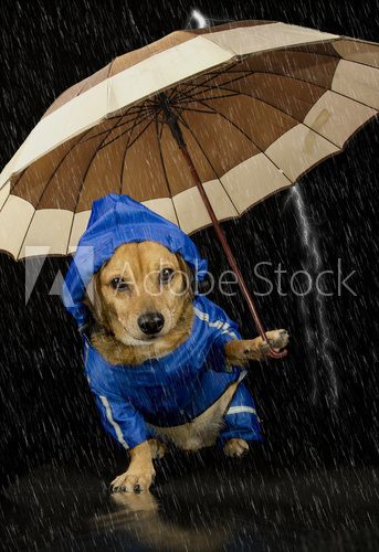 rain dog  Zwierzęta Obraz