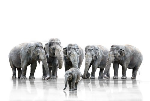 Elefantenherde  Zwierzęta Obraz