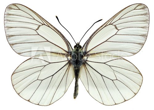 Isolated Black-veined White butterfly  Zwierzęta Obraz