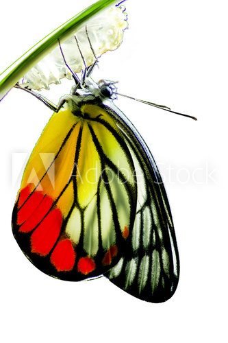 Monarch Butterfly, Milkweed Mania, baby born in the nature isola  Zwierzęta Obraz