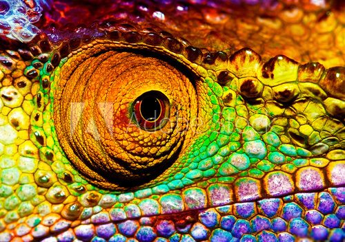 Reptilian eye  Zwierzęta Obraz