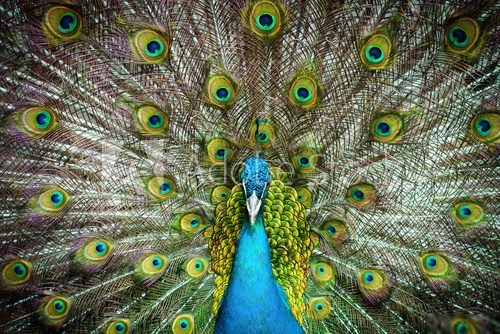 Peacock closeup on a background of feathers  Zwierzęta Obraz
