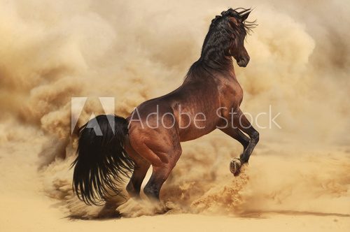 Purebred arabic stallion in desert  Zwierzęta Obraz