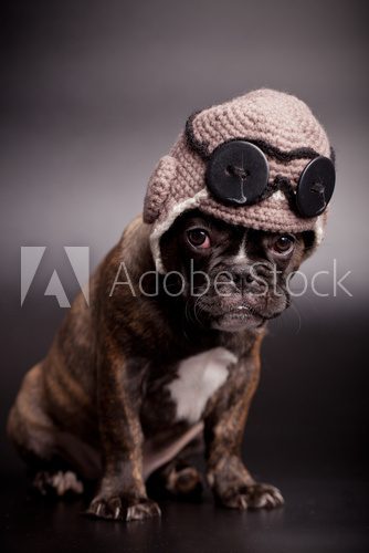 French bulldog puppy, in knit pilot helmet  Zwierzęta Obraz