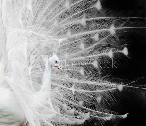 White peacock  Zwierzęta Obraz