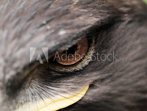 Steppe Eagle  Zwierzęta Obraz